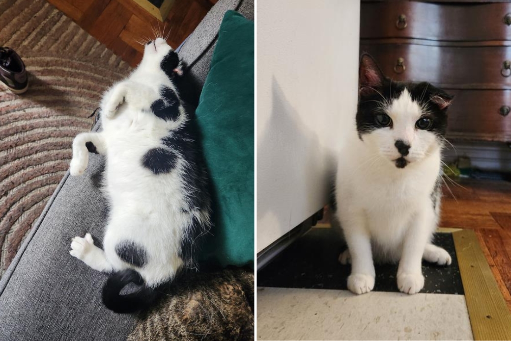 A cat lying on its back on a couch and a cat sitting up and looking at the viewer